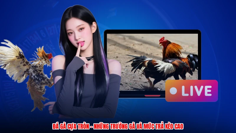 Đá Gà Cựa Tròn - Những Trường Gà Và Mức Trả Kèo Cao