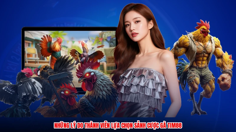 Những lý do thành viên lựa chọn sảnh cược gà TIM88
