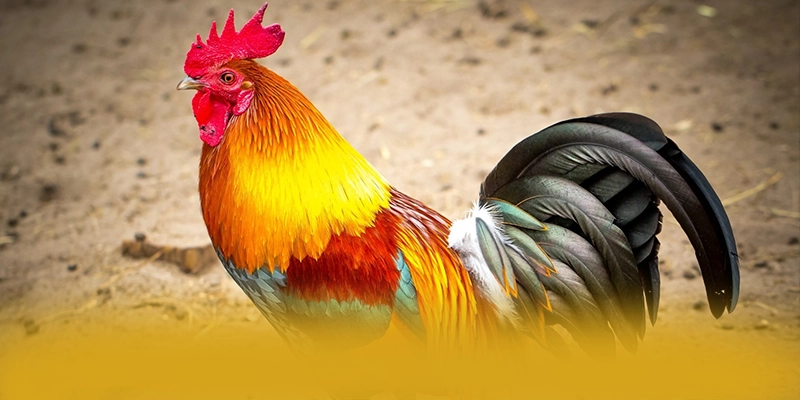 Khuyến mãi giá trị lớn dành cho thành viên mới và cũ tại BET88 Khuyến mãi giá trị lớn dành cho thành viên mới và cũ tại BET88