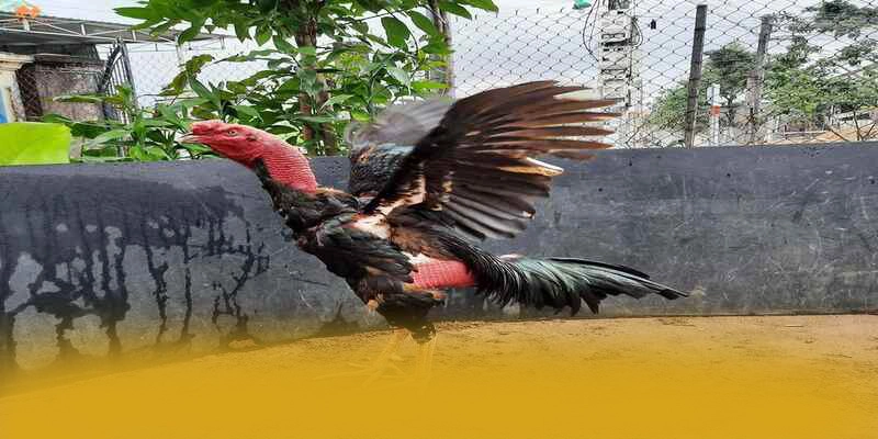 FB88 - Cổng giải trí tối ưu số 1 Việt Nam FB88 - Cổng giải trí tối ưu số 1 Việt Nam